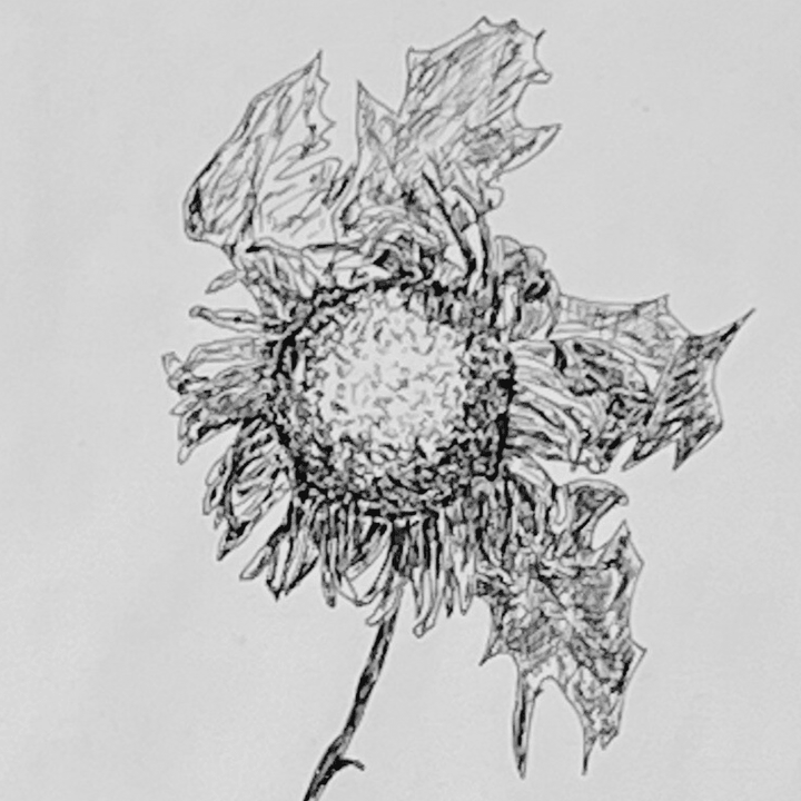 Dessin à l'encre Bouquet de chardons
