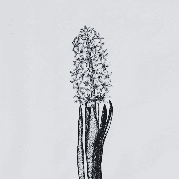 Dessin à l'encre d'une Jacinthe