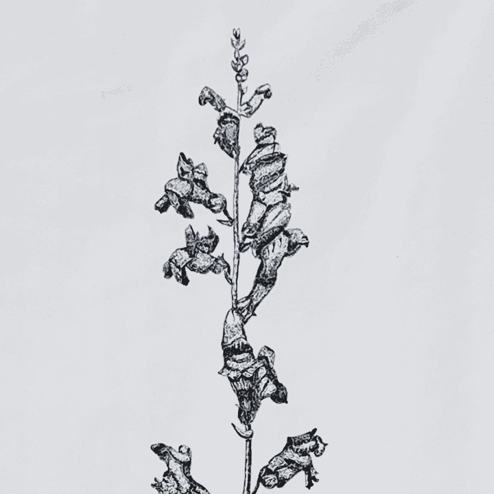 Dessin à l'encre d'une fleur de mufflier