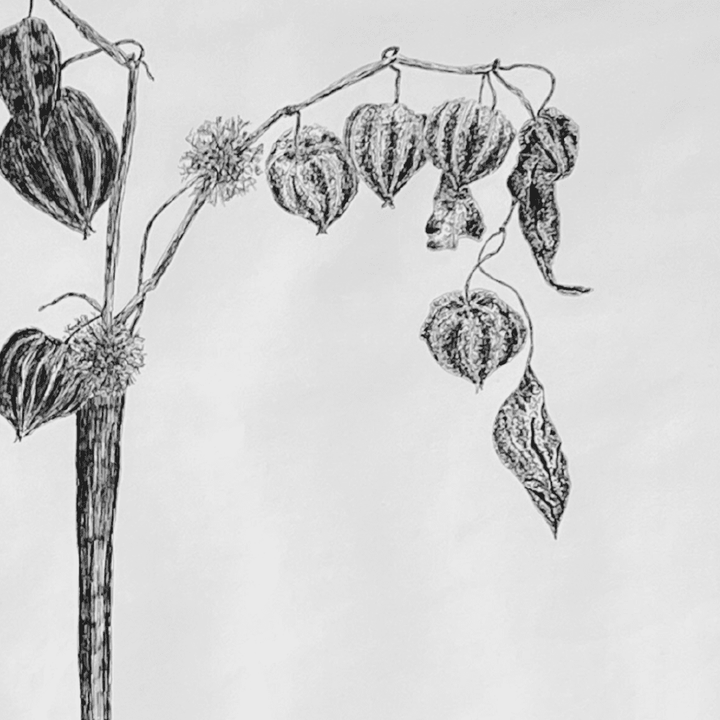 Dessin à l'encre d'un physallis