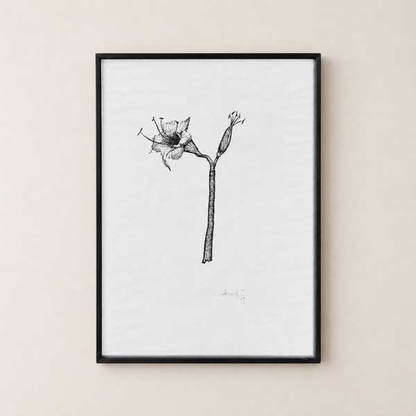 Amaryllis – dessin à l’encre de Chine signé Berte (1969)