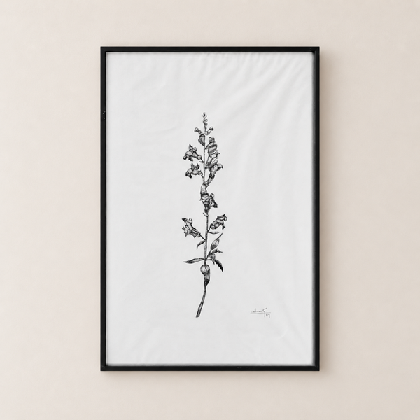 Fleur de muflier – dessin à l’encre de Chine signé Berte (1969)