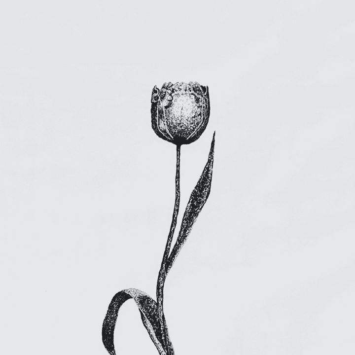 Dessin à l'encre d'une tulipe