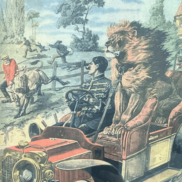 Un lion en automobile
