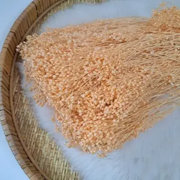 Droogbloem Broom bloom - Peach