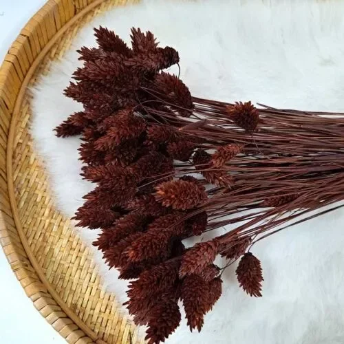 Droogbloem Phalaris Bruin