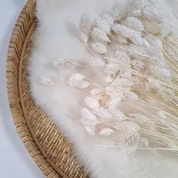 Droogbloem Phalaris Gebleekt