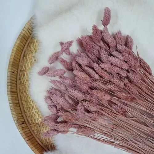 Droogbloem Phalaris Oudroze