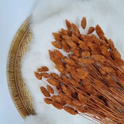 Droogbloem Phalaris Terracotta