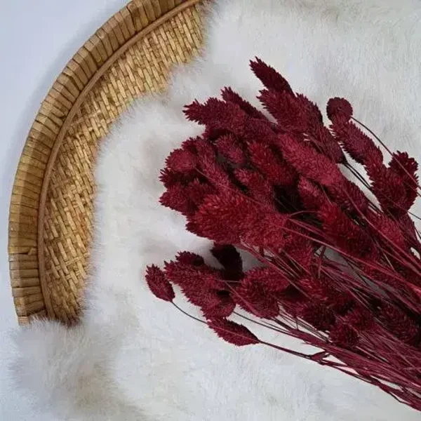 Droogbloem Phalaris Bordeaux