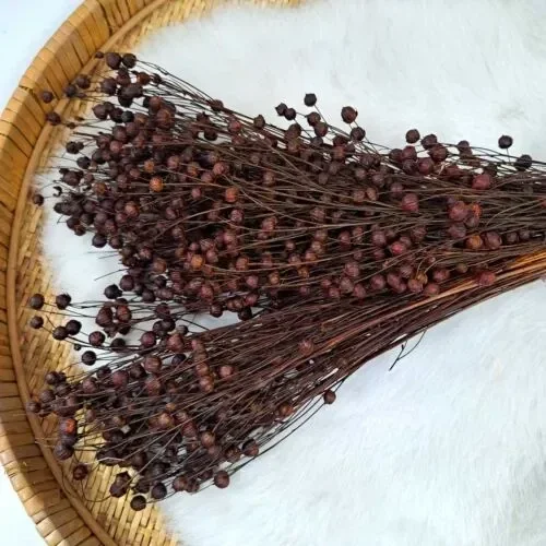 Droogbloem Linum Vlas Bruin