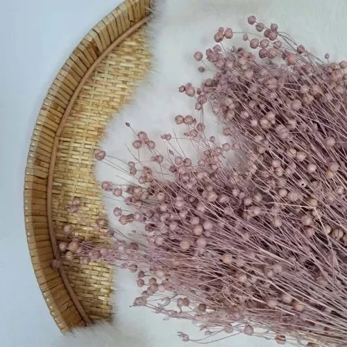 Droogbloem Linum Vlas Poederroos