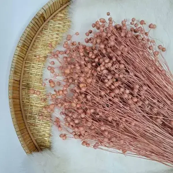 Droogbloem Linum Vlas Oudroze