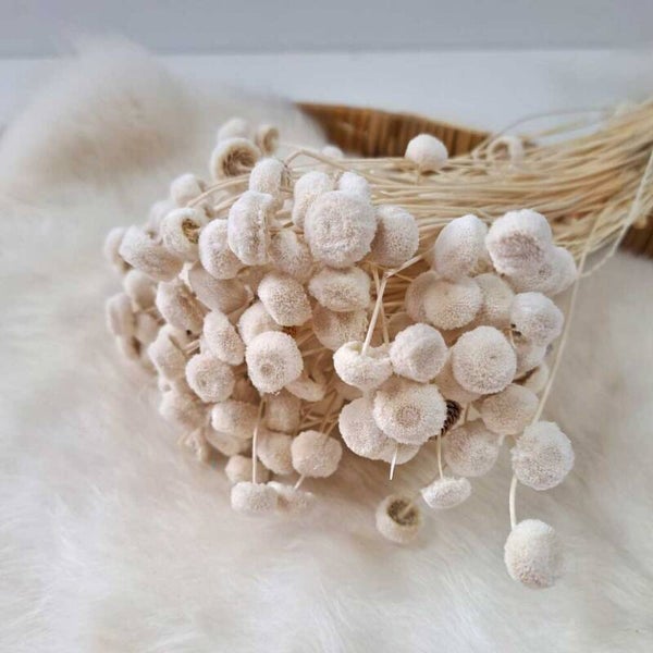 Droogbloem Botao Branco Gebleekt