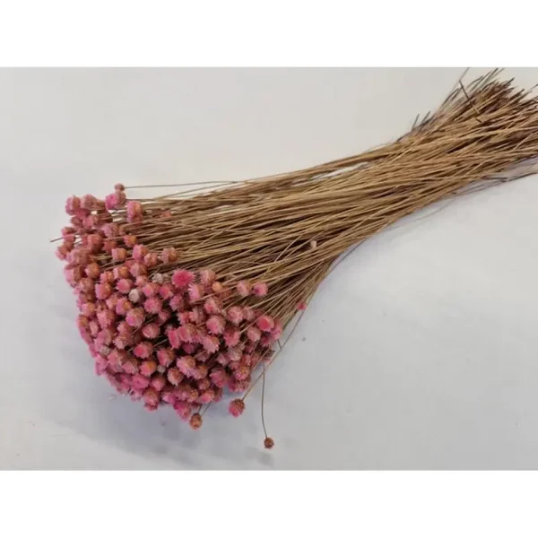 Droogbloem Congonhas Roze