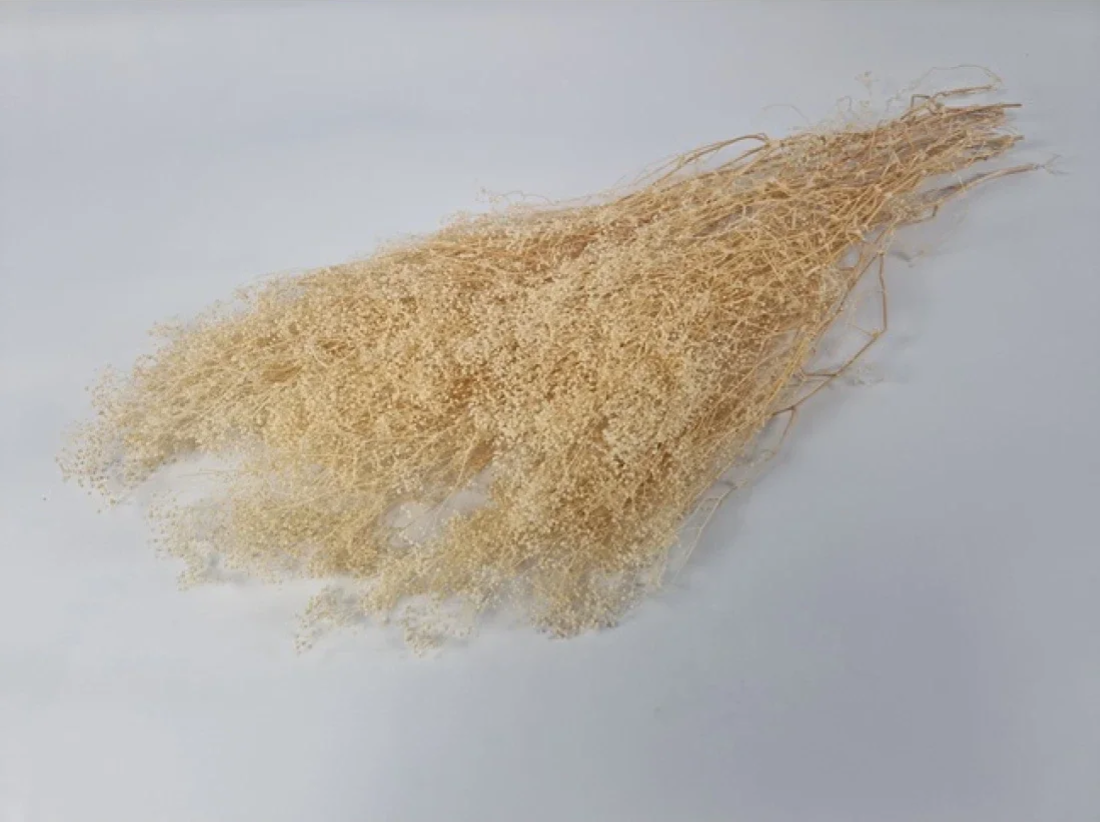 Droogbloem Gypsophila Cream