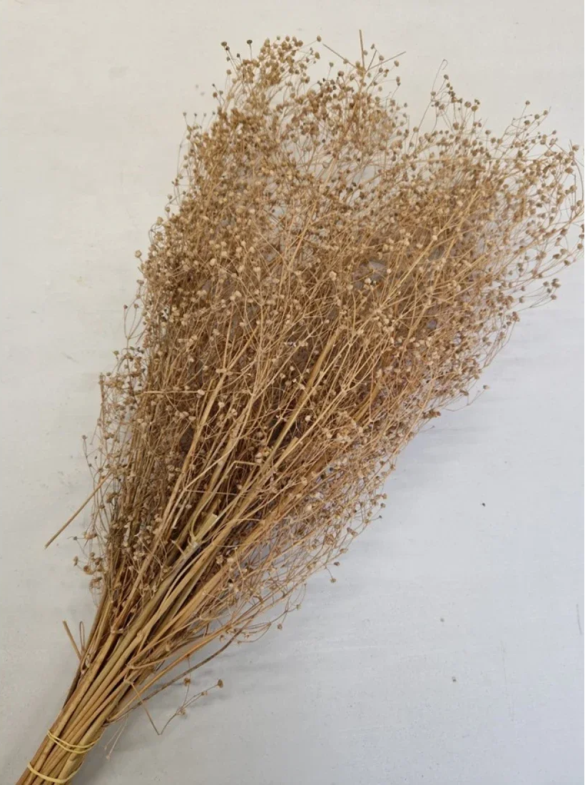 Droogbloem Gypsophila Wild Bruin