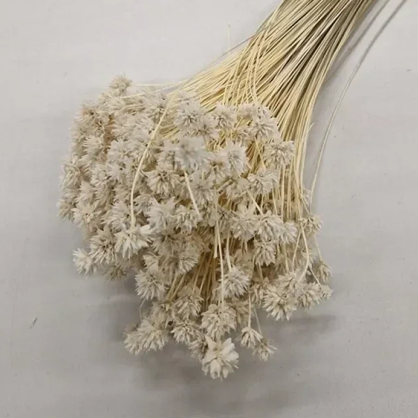 Droogbloem Hill Flower Gebleekt