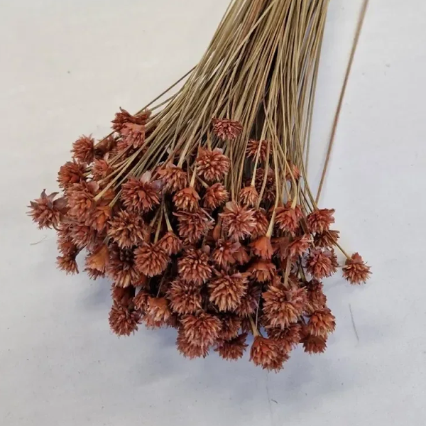 Droogbloem Hill Flower Oudroze