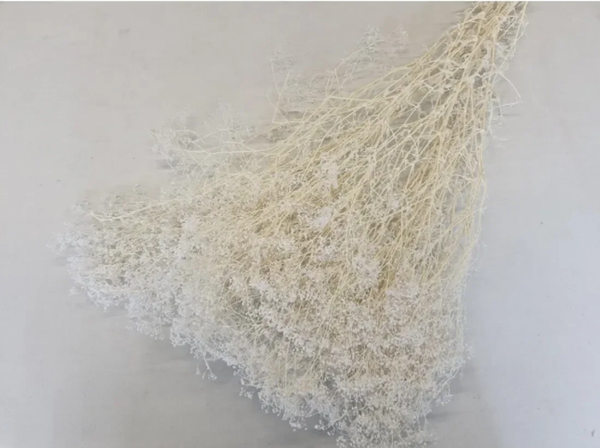 Droogbloem Gypsophila Gebleekt
