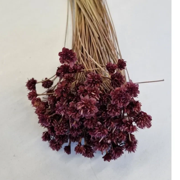 Droogbloem Hill Flower Framboos