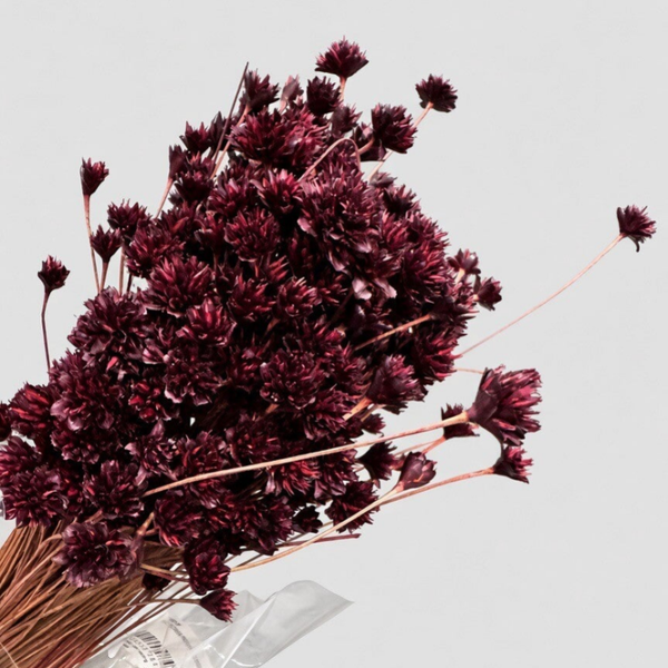 Droogbloem Hill Flower Bordeaux / Pruim