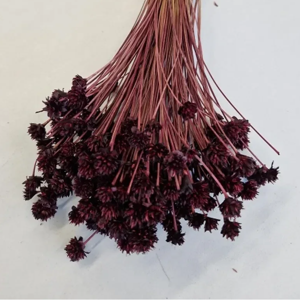 Droogbloem Hill Flower Pruim