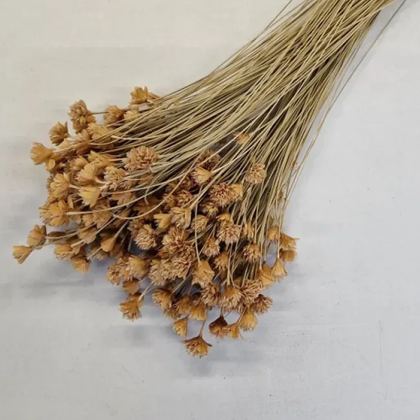 Droogbloem Hill Flower Naturel