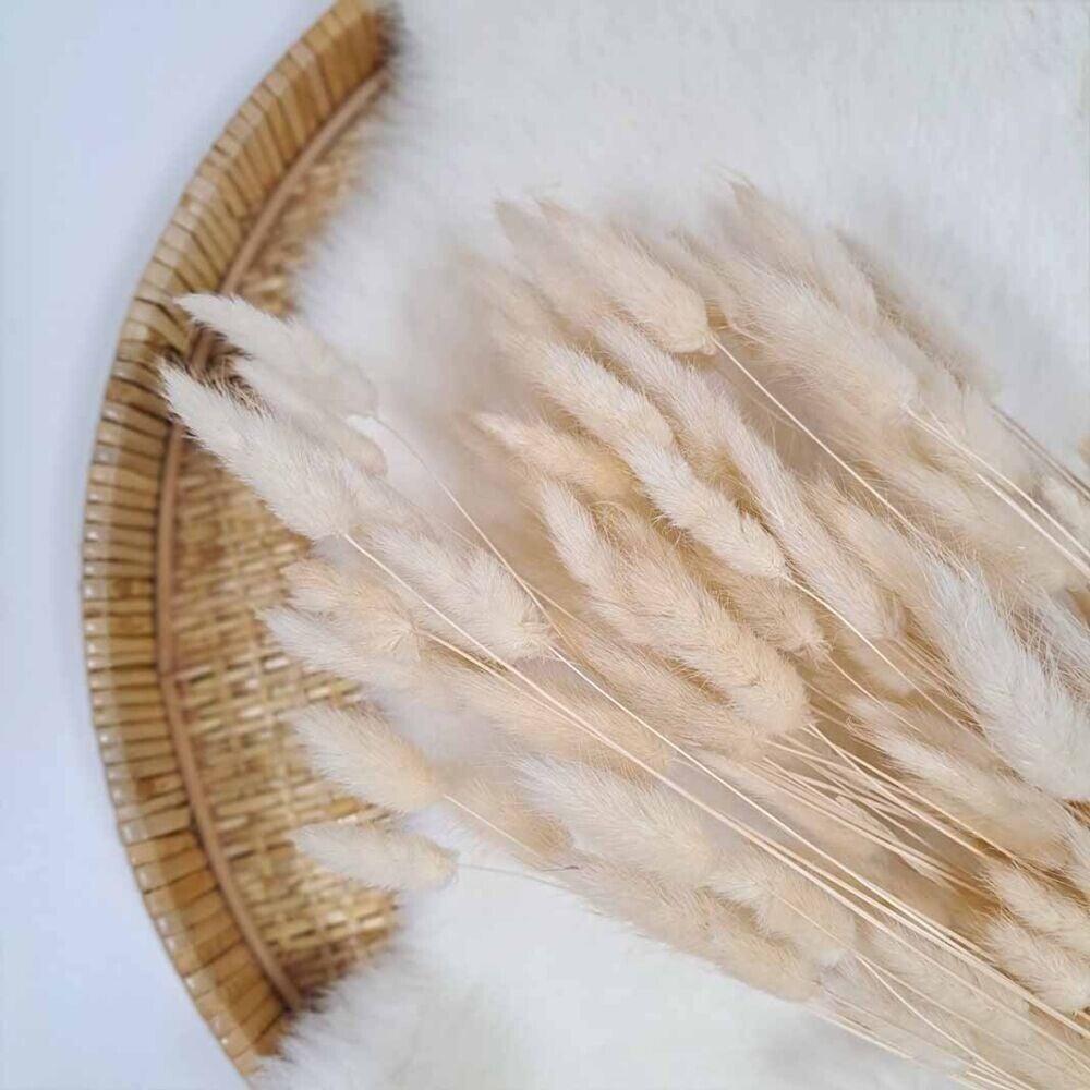 Droogbloem Lagurus Cream