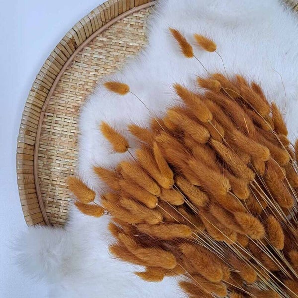 Droogbloem Lagurus Terracotta