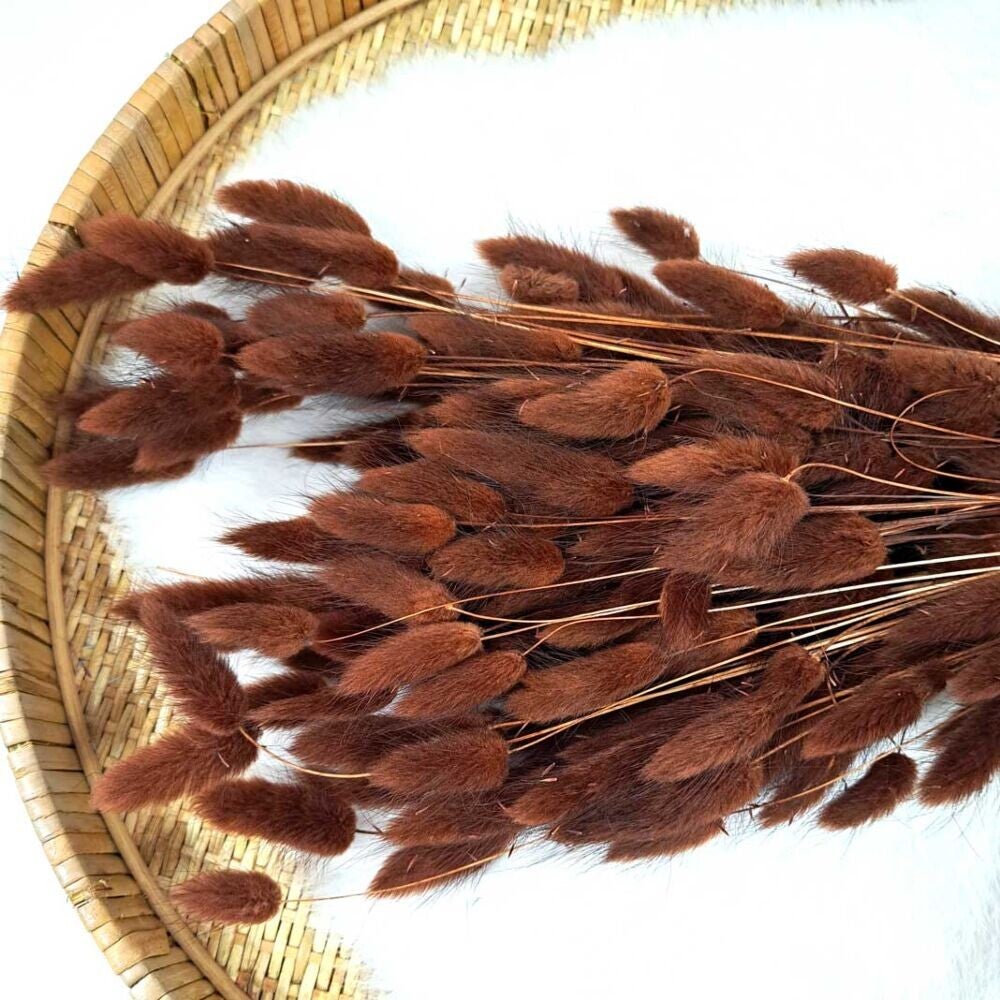 Droogbloem Lagurus Bruin