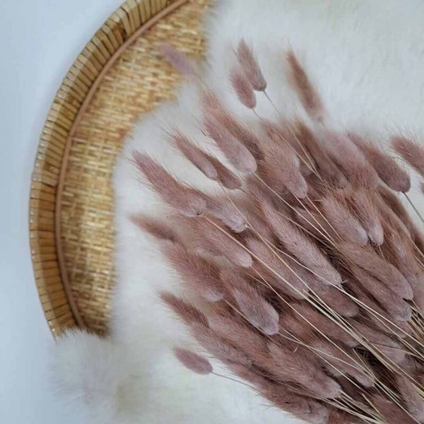 Droogbloem Lagurus Oudroze