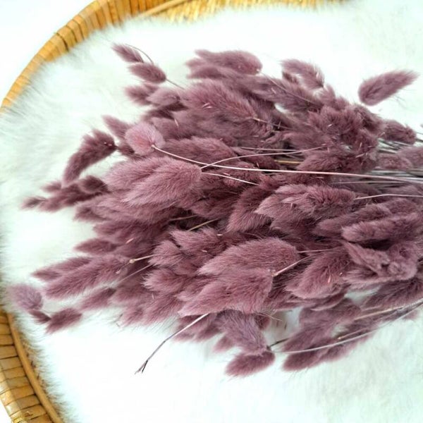 Droogbloem Lagurus Prune