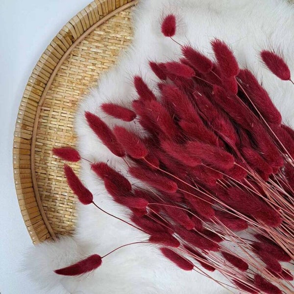 Droogbloem Lagurus Bordeaux