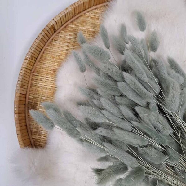 Droogbloem Lagurus Kaki