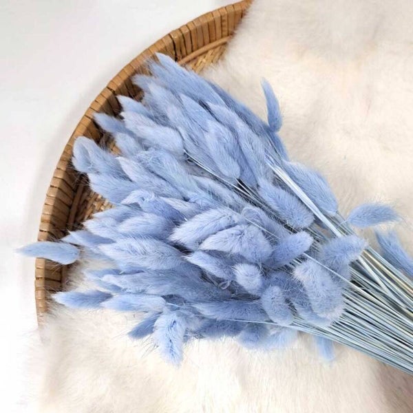 Droogbloem Lagurus Lavendel