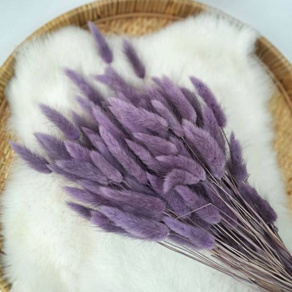 Droogbloem Lagurus Donkerlila