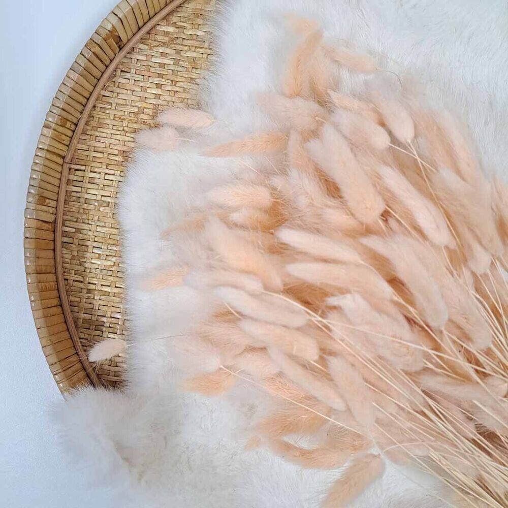 Droogbloem Lagurus Peach