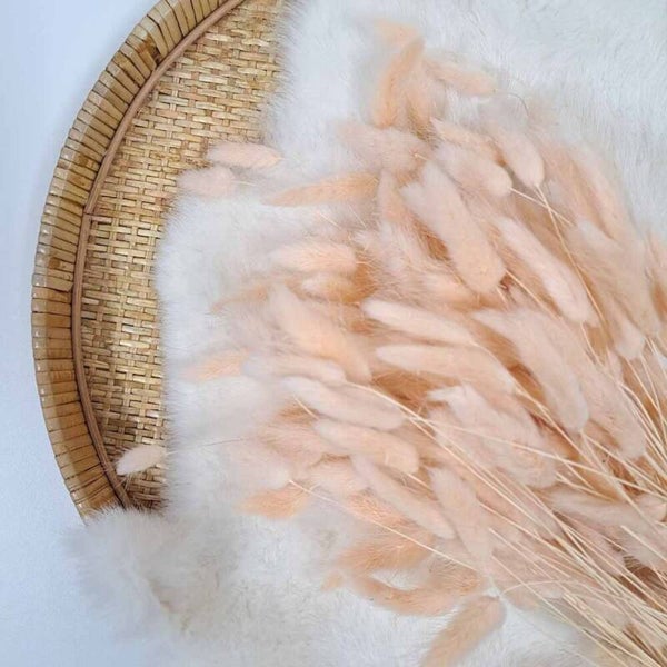 Droogbloem Lagurus Peach