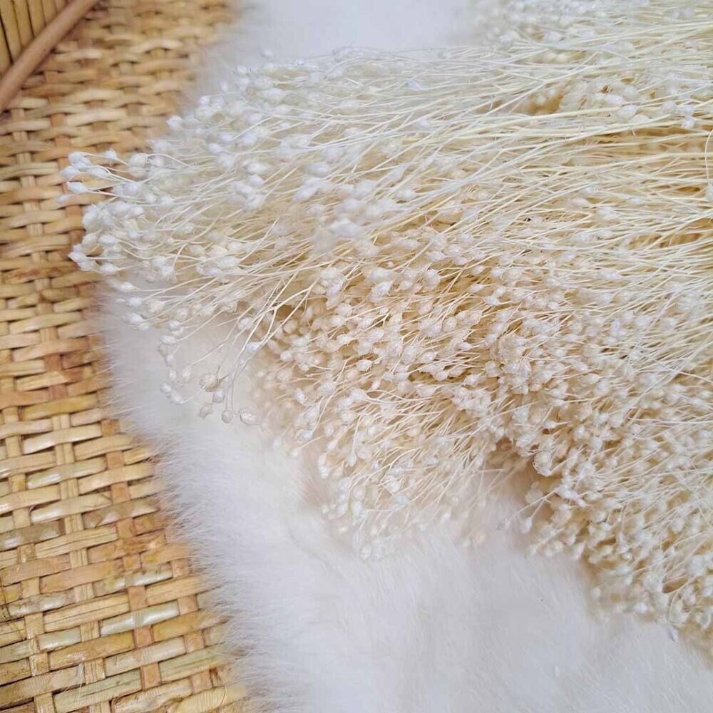 Droogbloem Broom bloom - Gebleekt