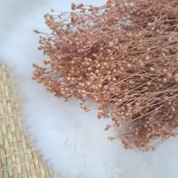 Droogbloem Broom bloom - Oudroze