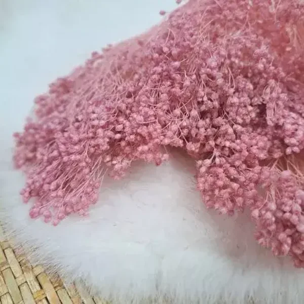 Droogbloem Broom bloom - Poederroos