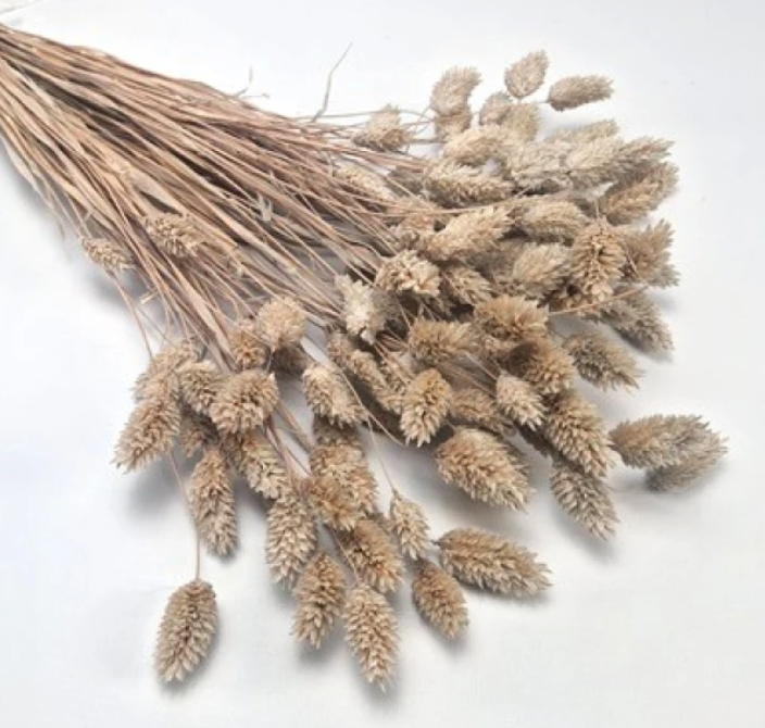 Droogbloem Phalaris Mud