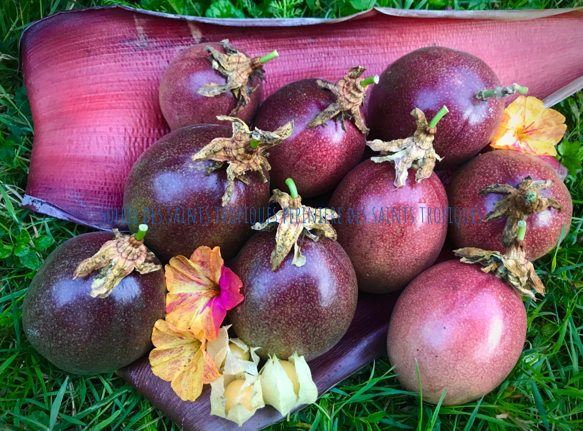 Passiflore edulis ´Soleil des Saints Tropiques ´