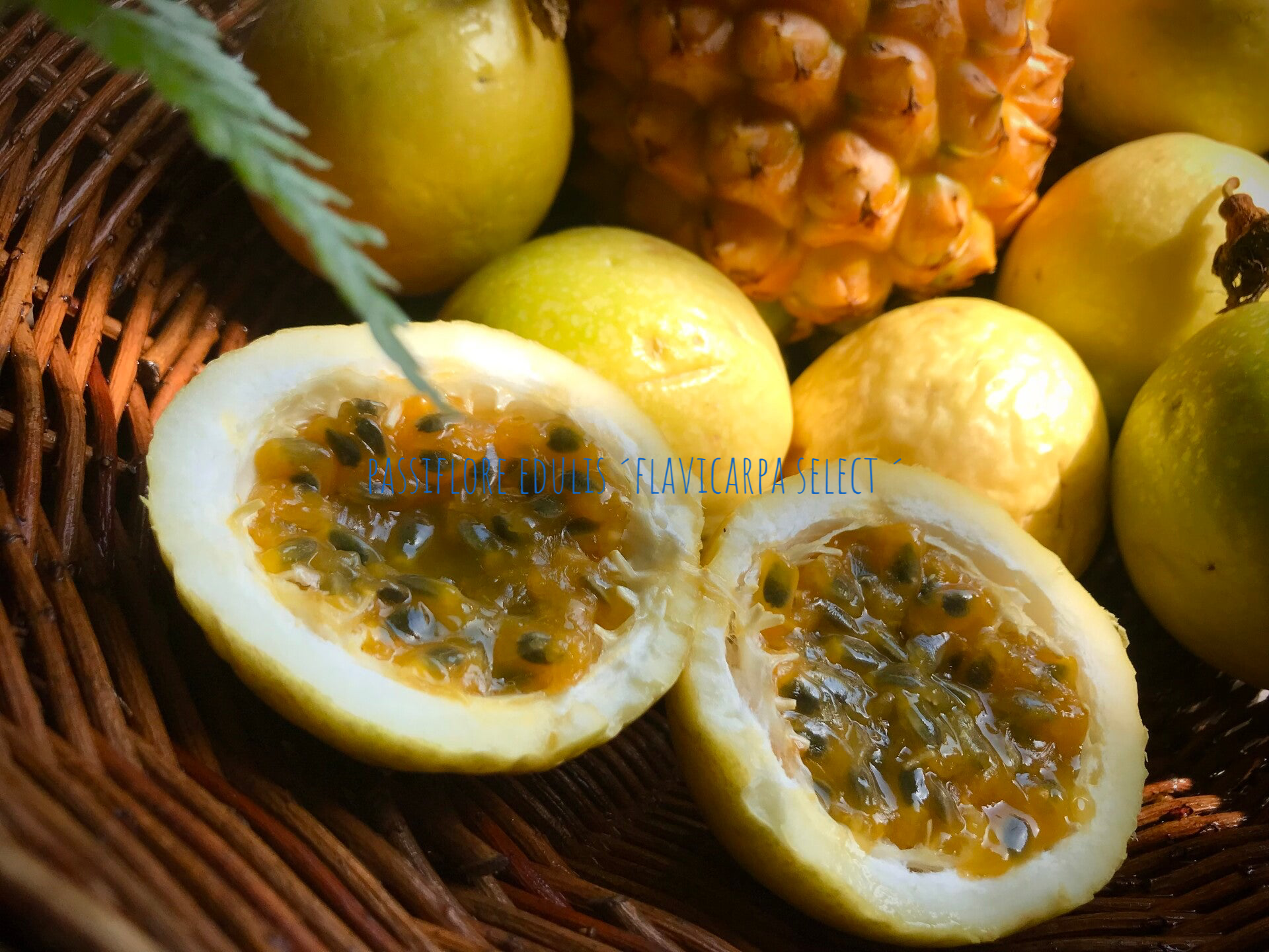 Passiflore edulis ´flavicarpa select ´