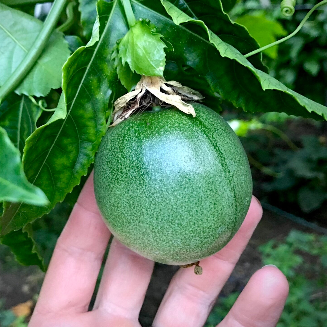Passiflore edulis Tango