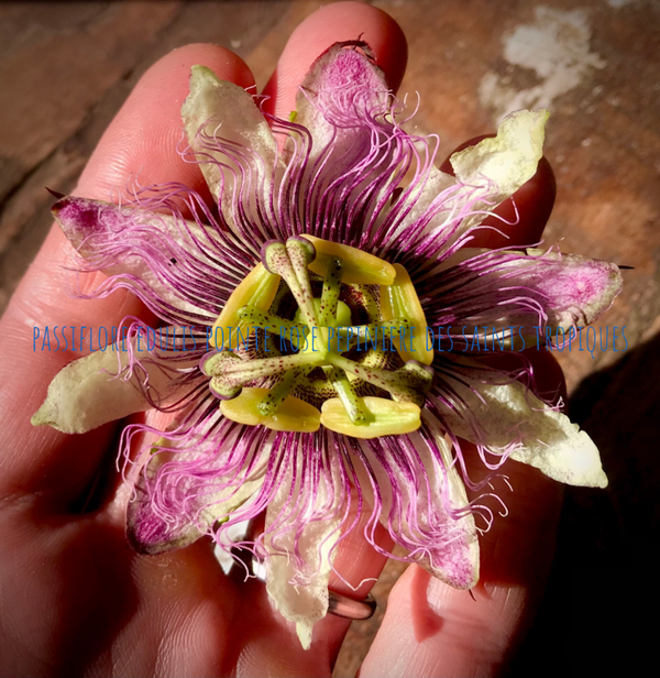 Passiflore edulis ´Pointe rose ´