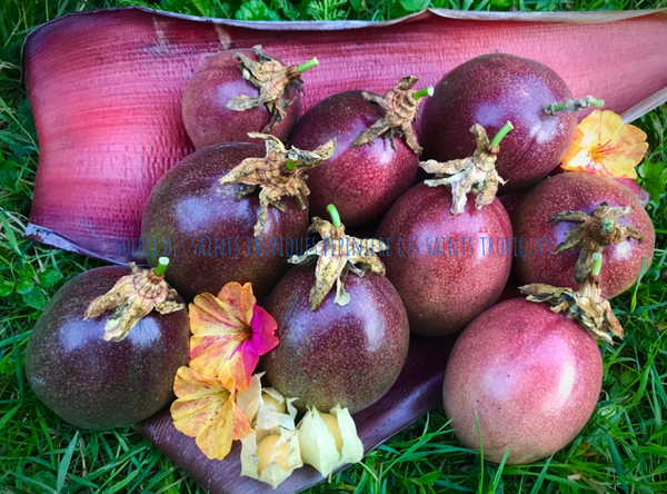 Passiflore edulis ´Soleil des Saints Tropiques ´