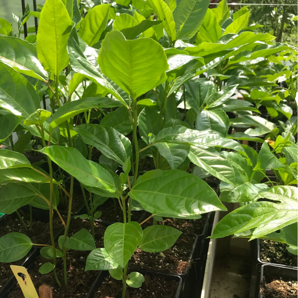 Passiflore edulis ‘Soleil des Saints Tropiques x Flavicarpa sélect’ de semi