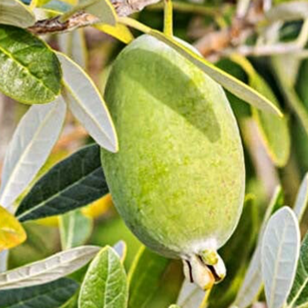 Feijoa Kaiteri - Acca sellowiana kaiteri